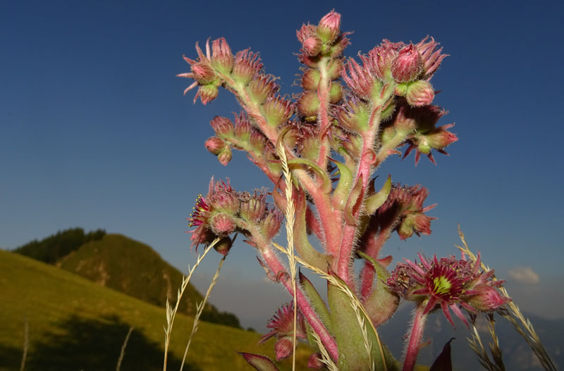 Sempervivum tectorum - Crassulaceae